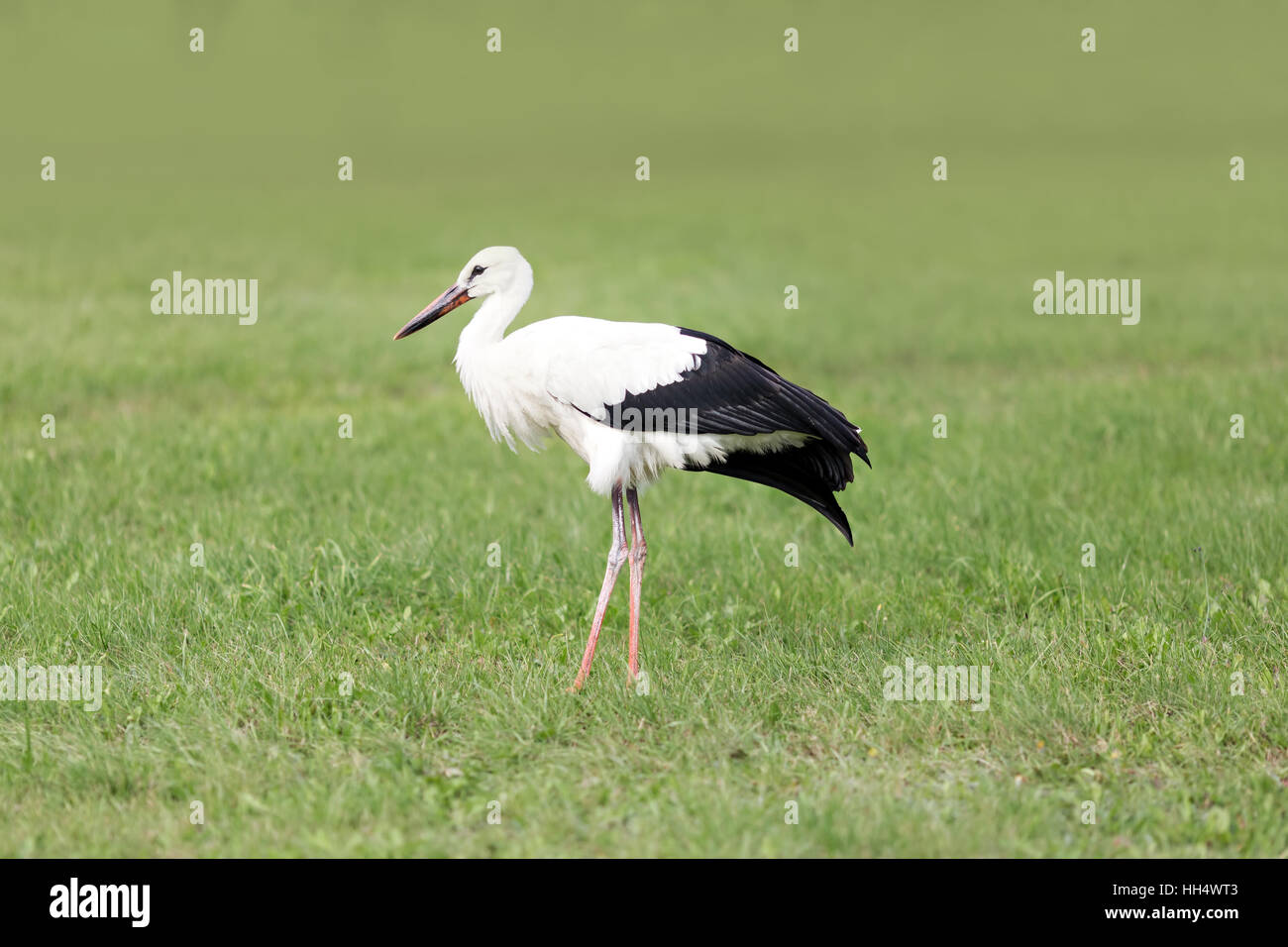 portrait of a stork in its natural habitat Stock Photo