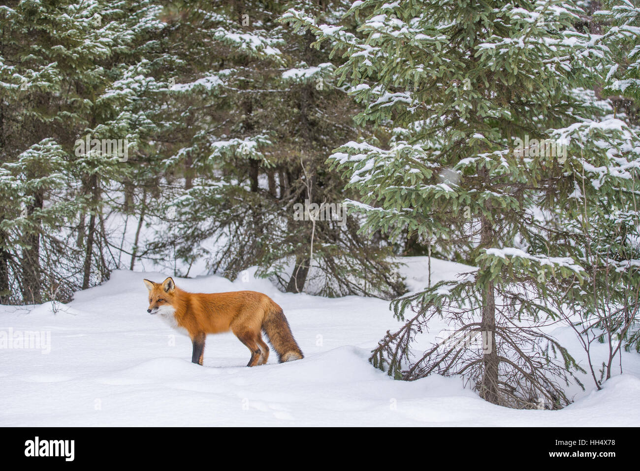 Red Fox Vulpes vulpes hunting in Evergreen forest, Winter setting North America Stock Photo