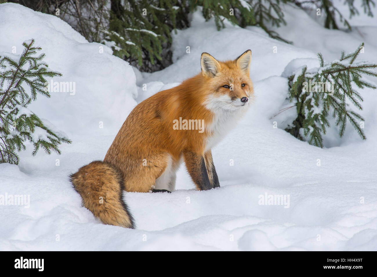 Red Fox Vulpes vulpes resting in Evergreen forest, Winter setting North America Stock Photo
