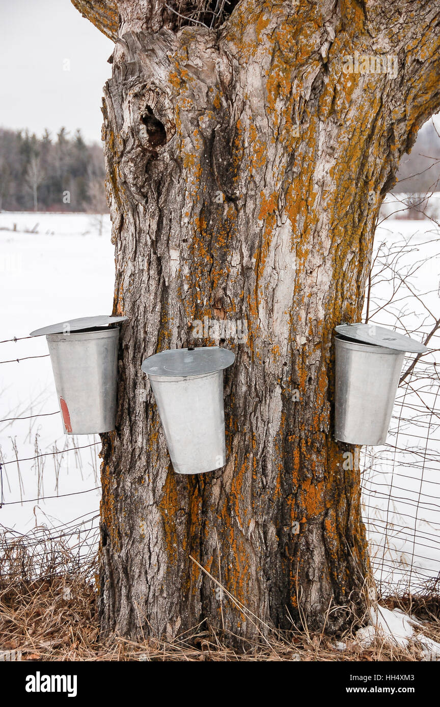 Metal Sap Bucket (TRE) Metal Sap Bucket (TRE)