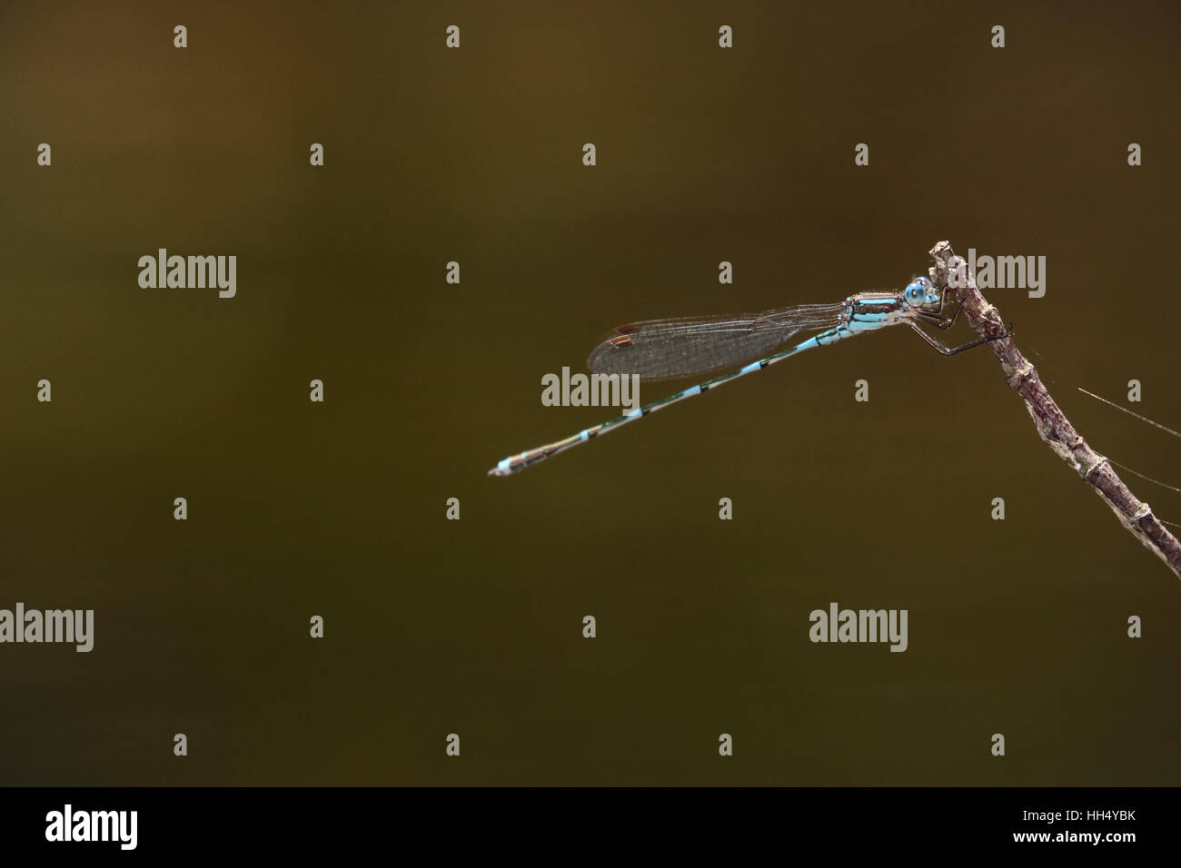 Metallic Ringtail Austrolestes cingulatus damselfly Stock Photo - Alamy