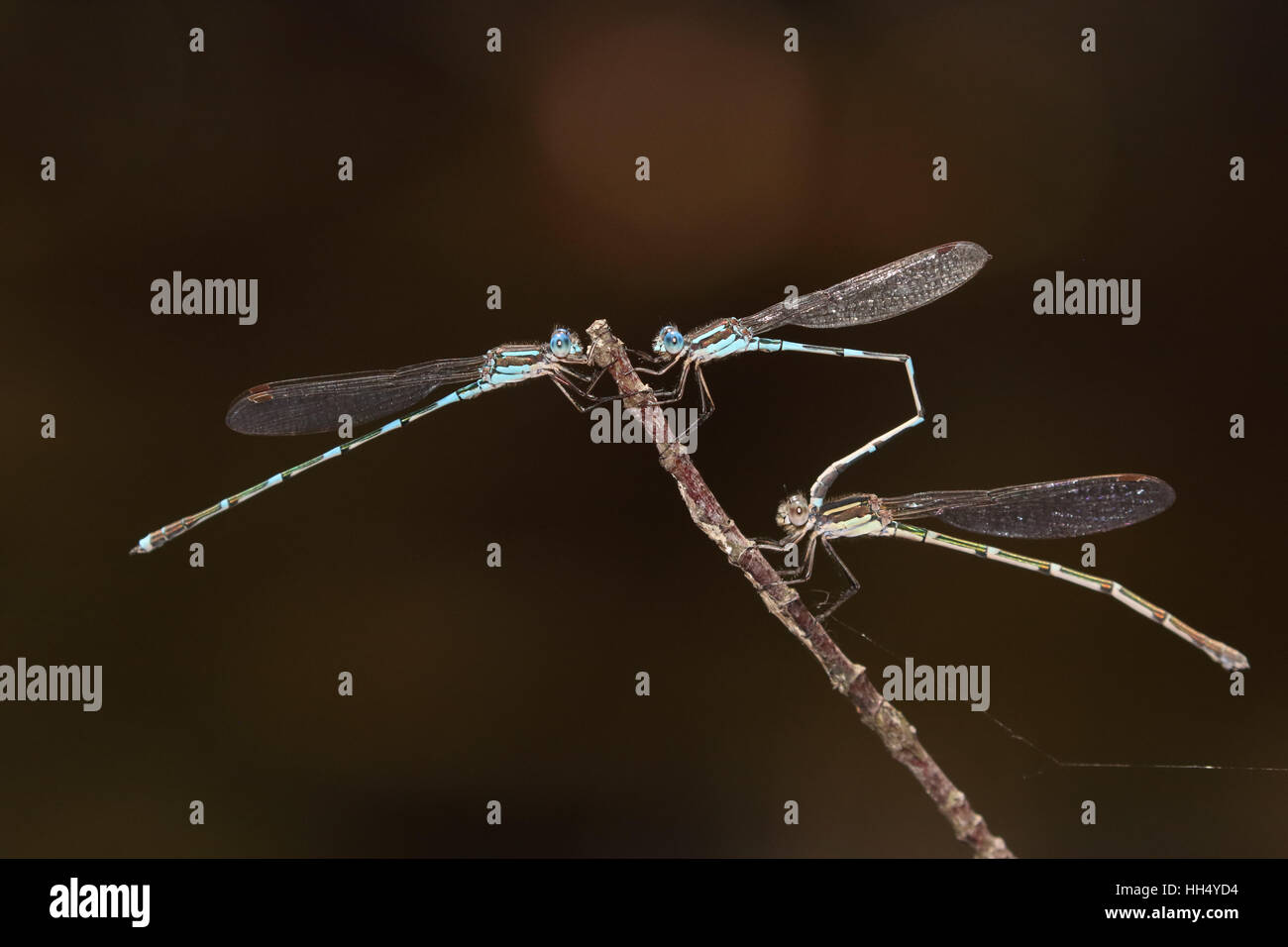 Metallic Ringtail Austrolestes cingulatus damselflies Stock Photo - Alamy