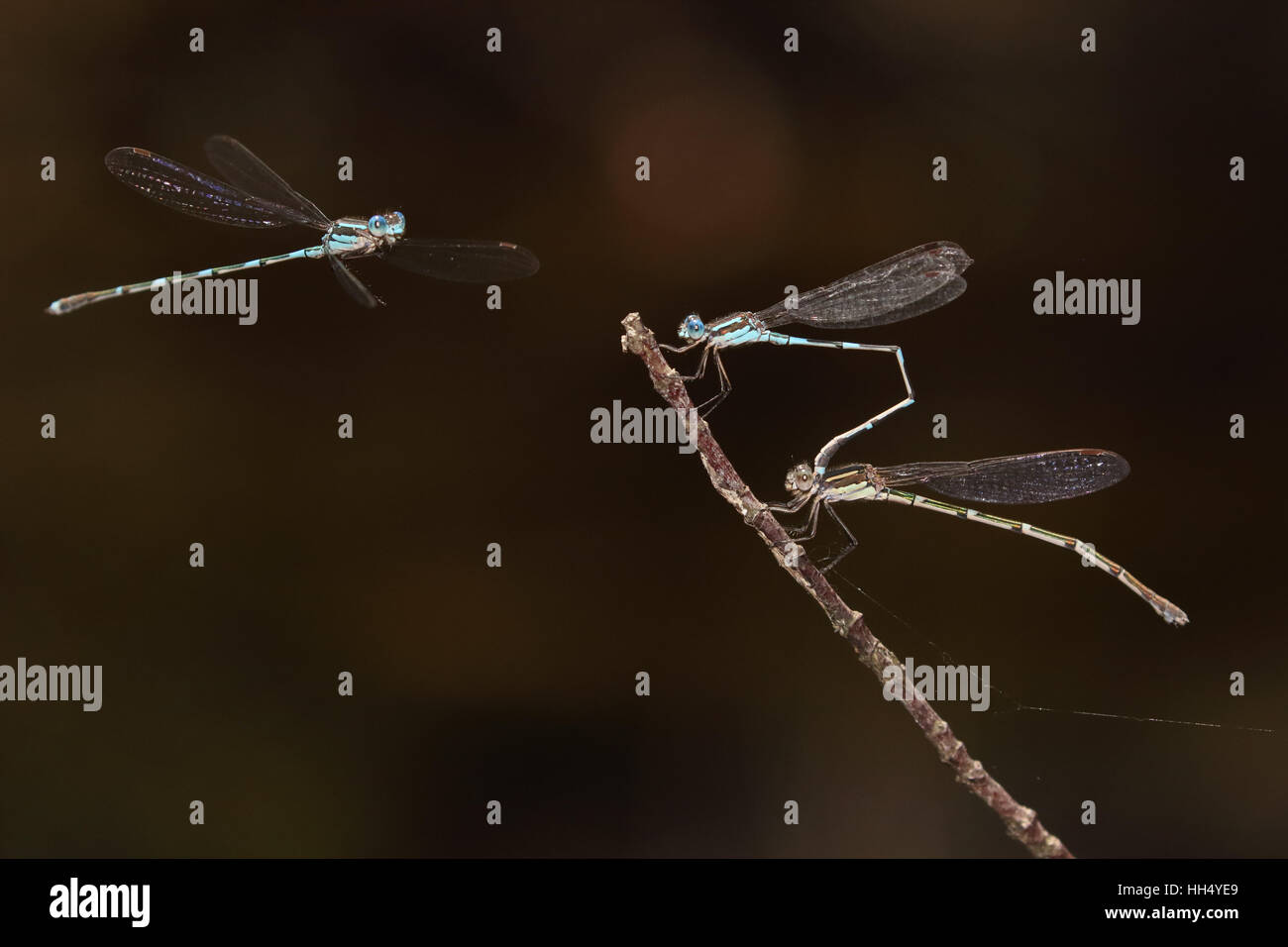 Metallic Ringtail Austrolestes cingulatus damselflies Stock Photo