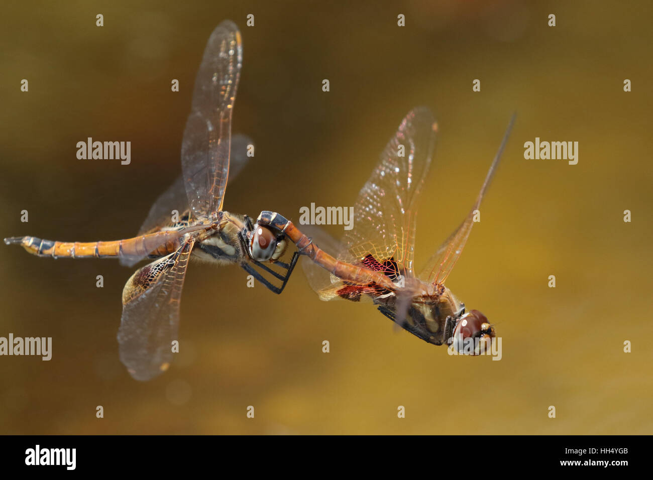 common glider dragonfly pair mating on the wing Stock Photo