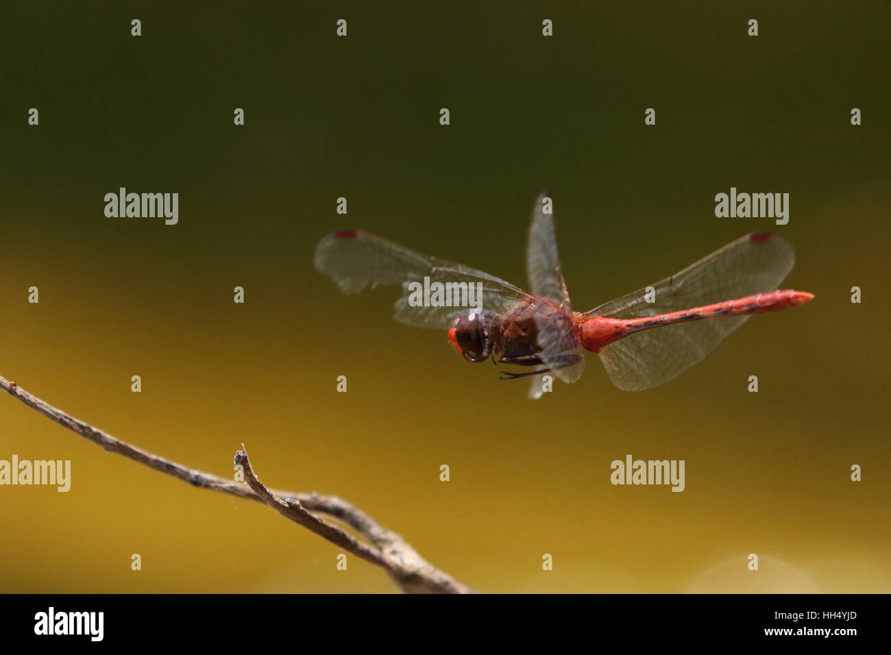 Scarlet percher dragonfly in flight Stock Photo