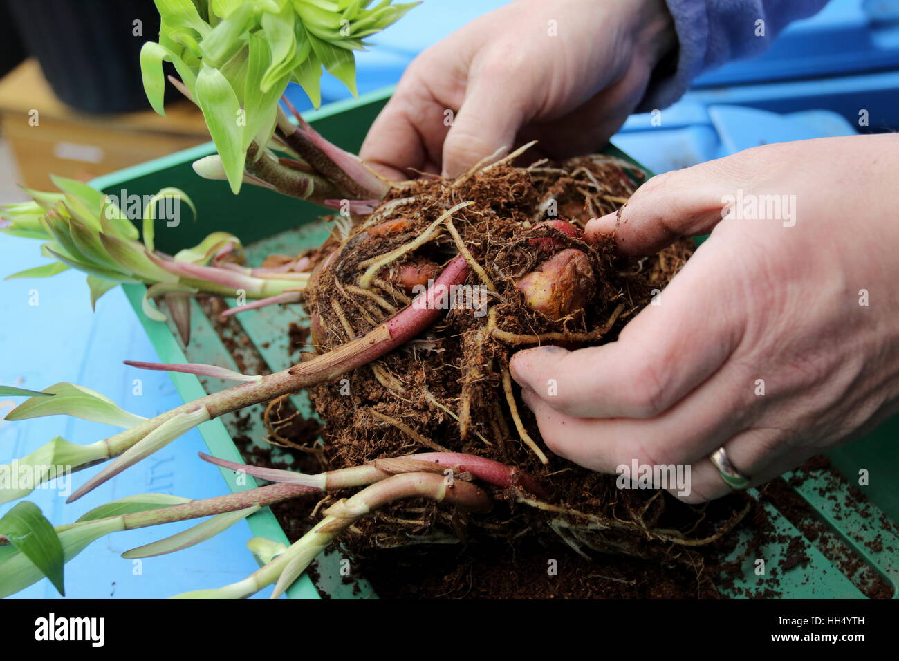 Separating Sprouting Oriental Lilium or Lilies bulbs before planting in the ground Stock Photo