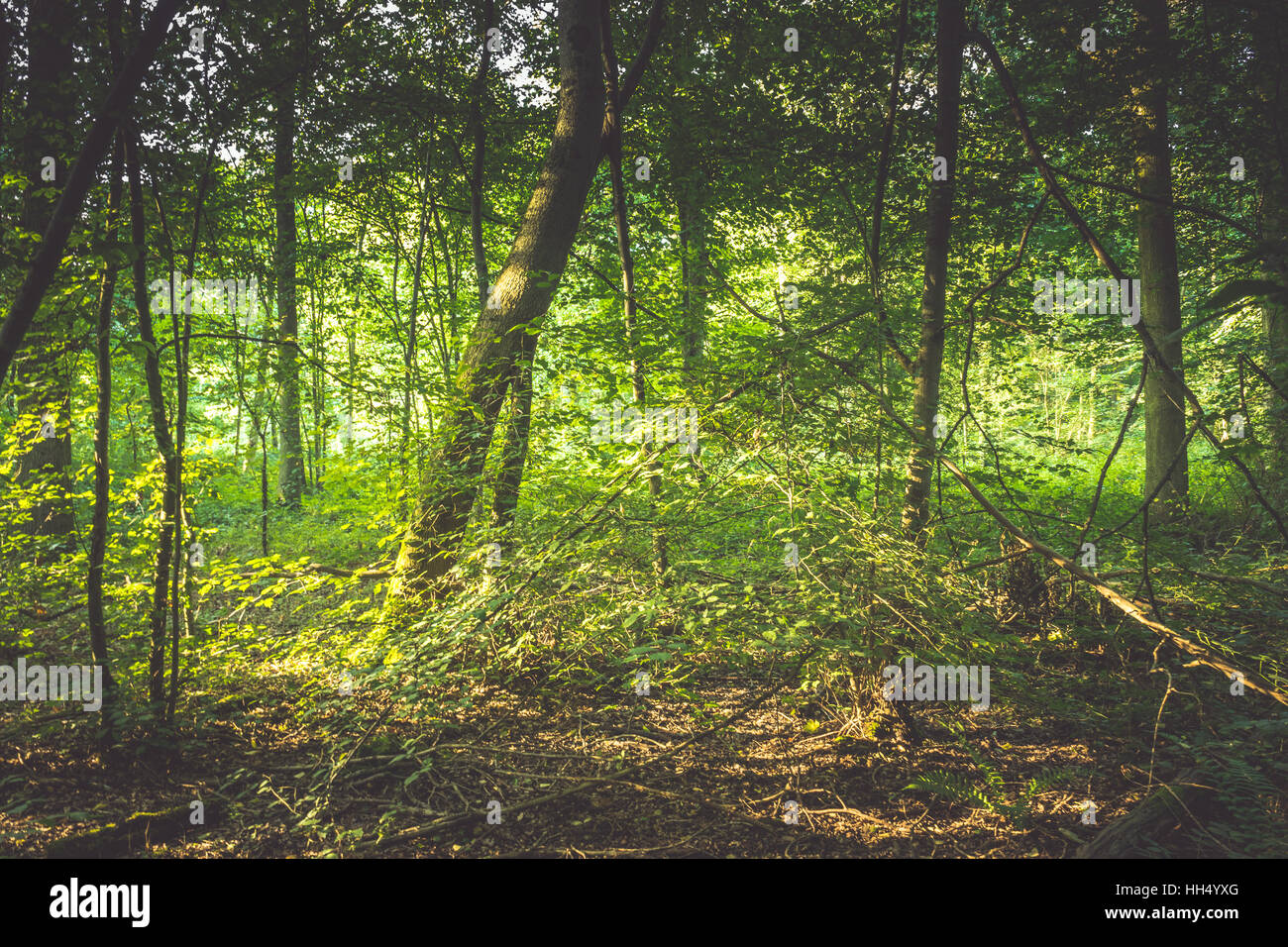 The Commons Wood, Welwyn Garden City, Herts, United Kingdom Stock Photo