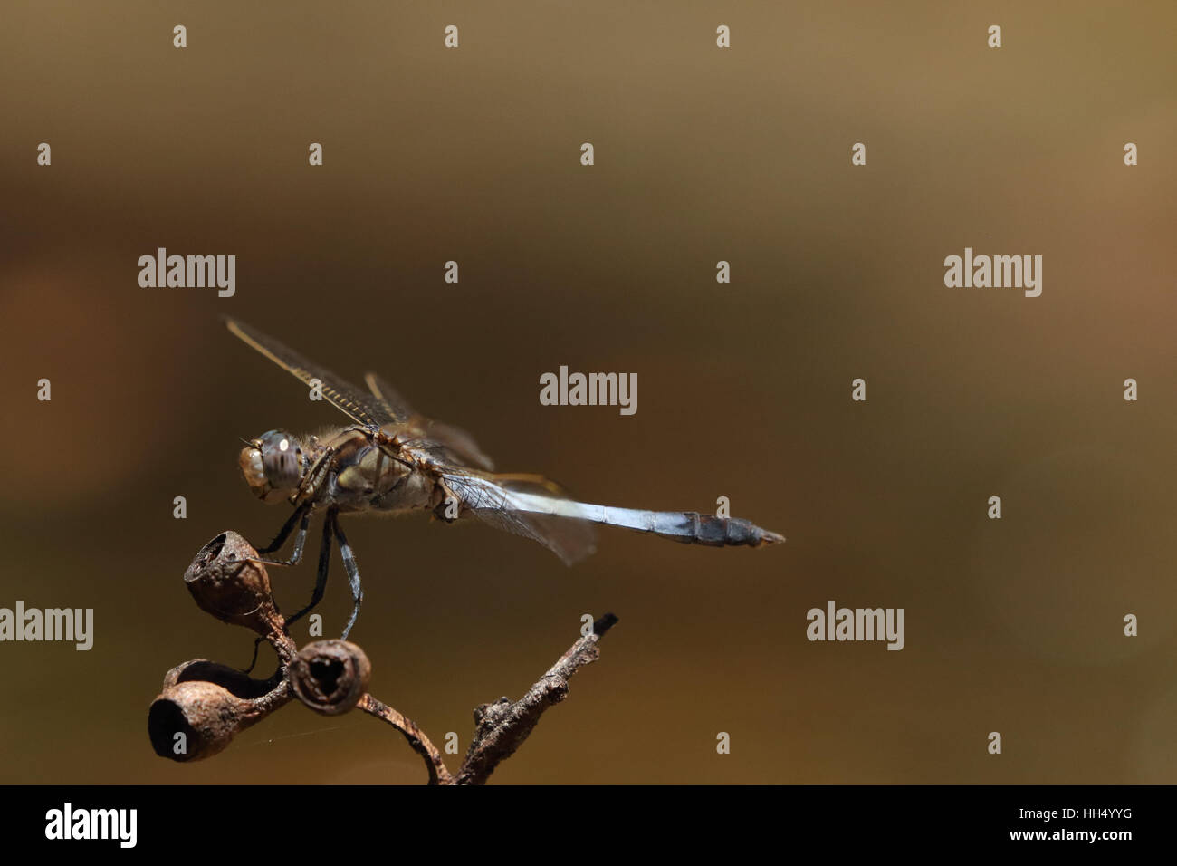 blue skimmer male dragonfly landing Stock Photo