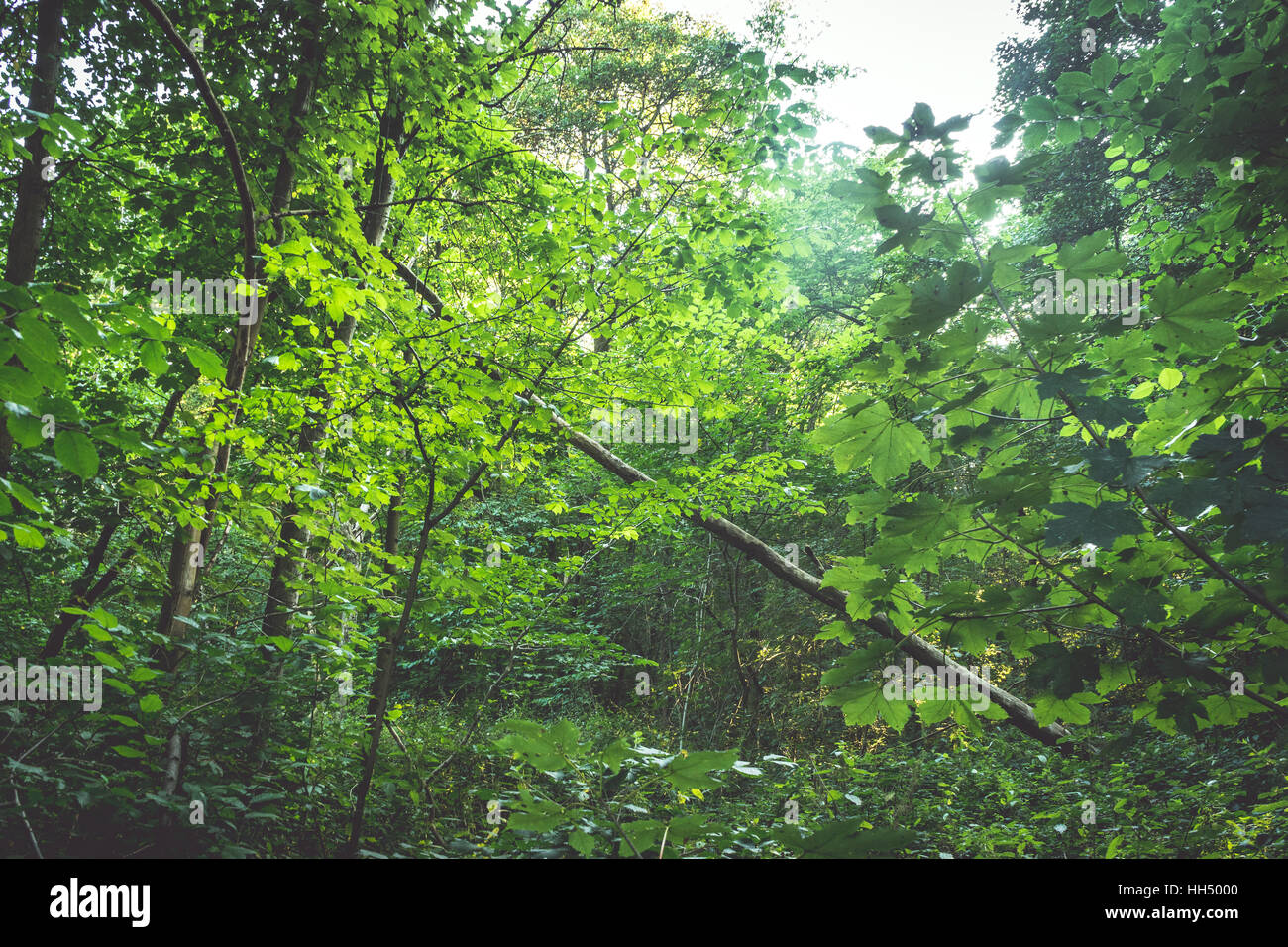 The Commons Wood, Welwyn Garden City, Herts, United Kingdom Stock Photo