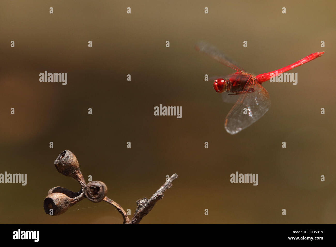 Scarlet percher dragonfly in flight Stock Photo