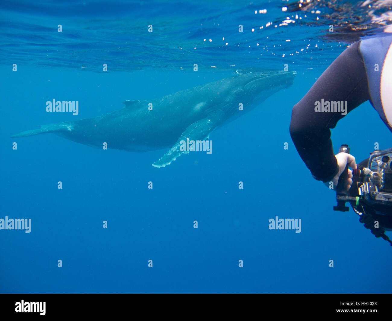 Swimming with Humpback whale, Megaptera novaeangliae. Tonga islands. Polynesia Stock Photo