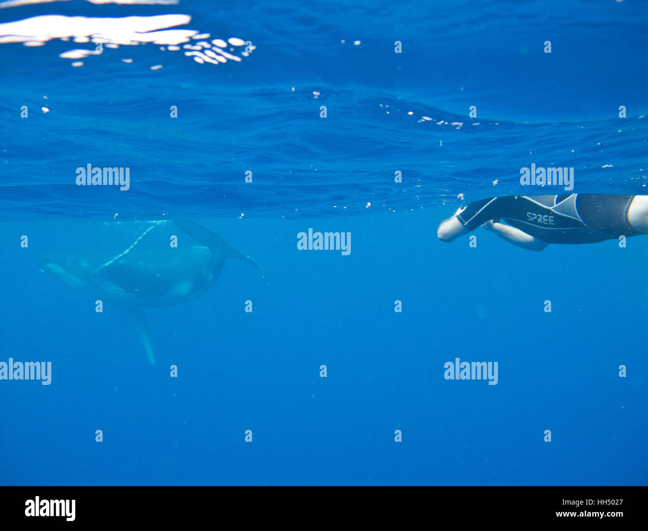 Humpback Whale, Megaptera Novaeangliae with person in  Lifuka island. Haa pai islands. Tonga Stock Photo