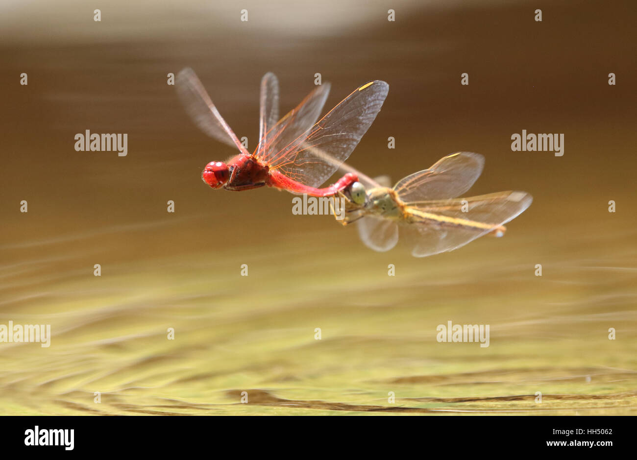 scarlet percher dragonfly pair mating on the wing Stock Photo