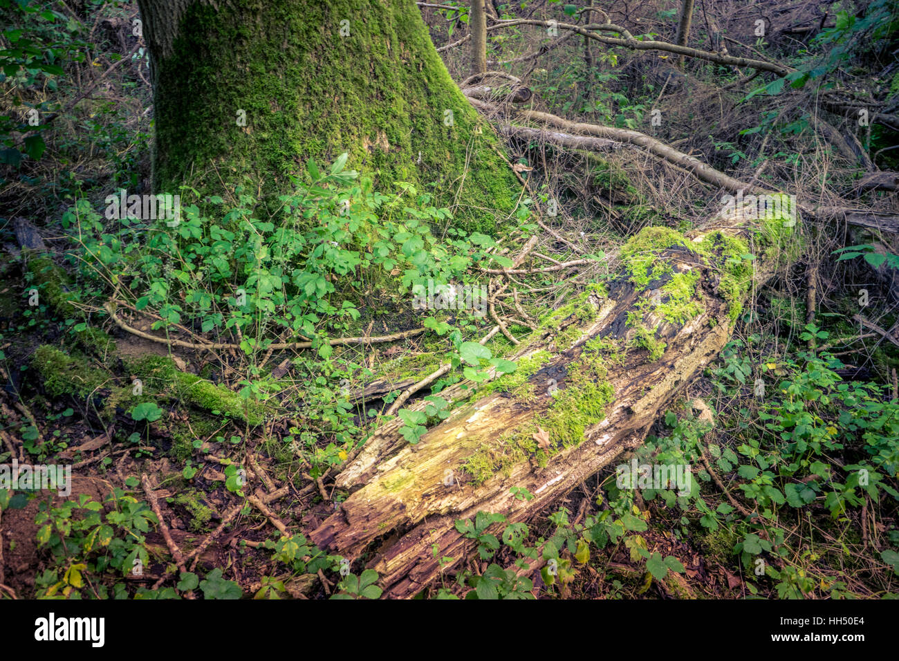 The Commons Wood, Welwyn Garden City, Herts, United Kingdom Stock Photo Alamy The Commons Wood, Welwyn Garden City, Herts, United Kingdom Stock Photo Alamy