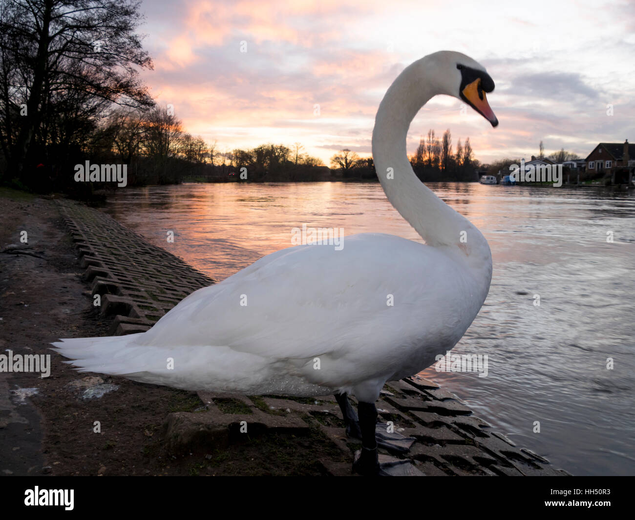 europe, UK, England, Surrey, Walton swans Stock Photo