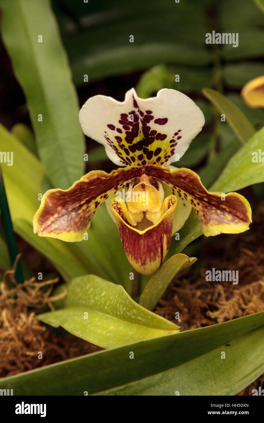 Lady Slipper Orchid flower Paphiopedilum blooms in a greenhouse in spring Stock Photo