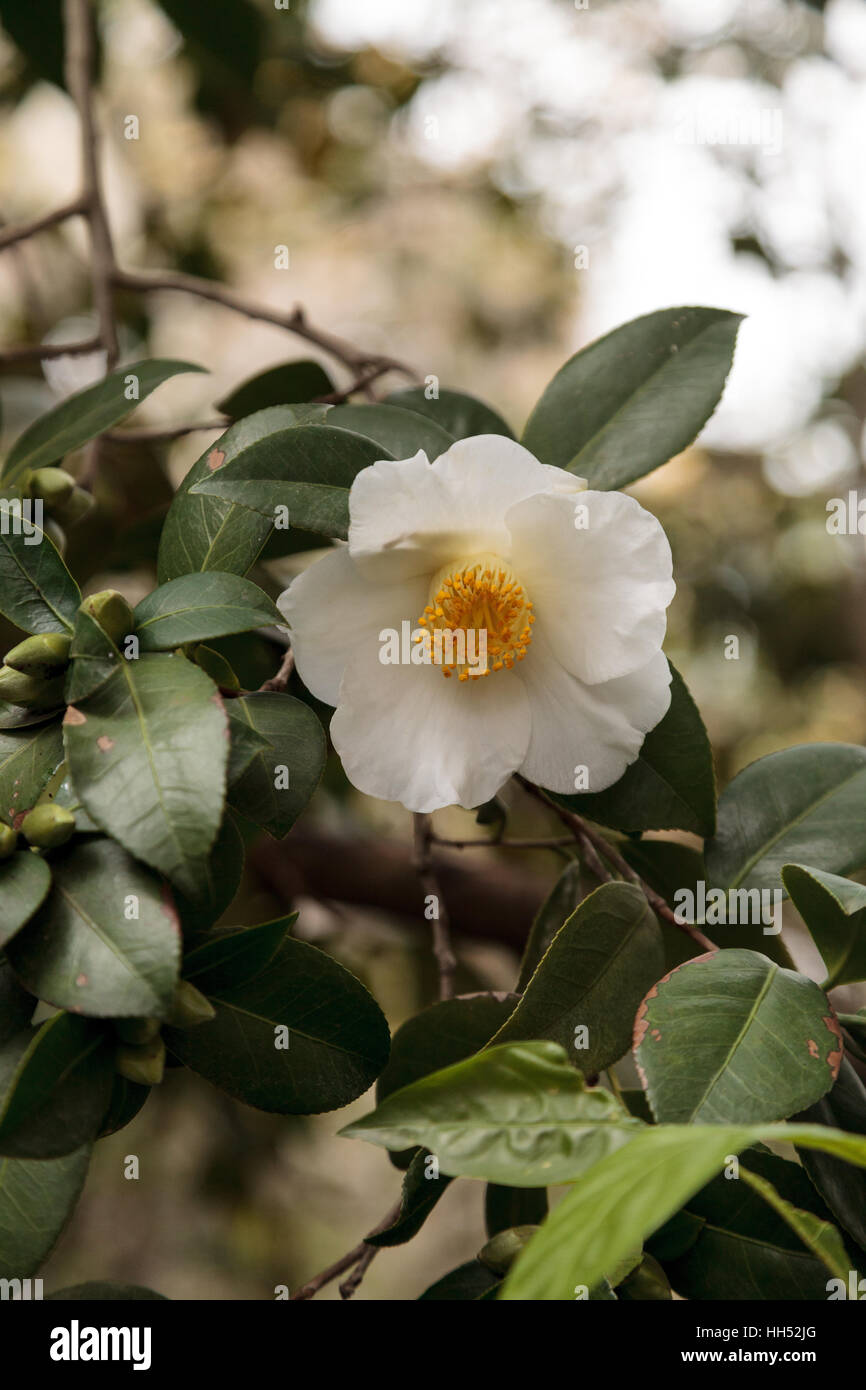 Camellia japonica white flower, white bouquet, blooms in Los Angeles, California, United States Stock Photo