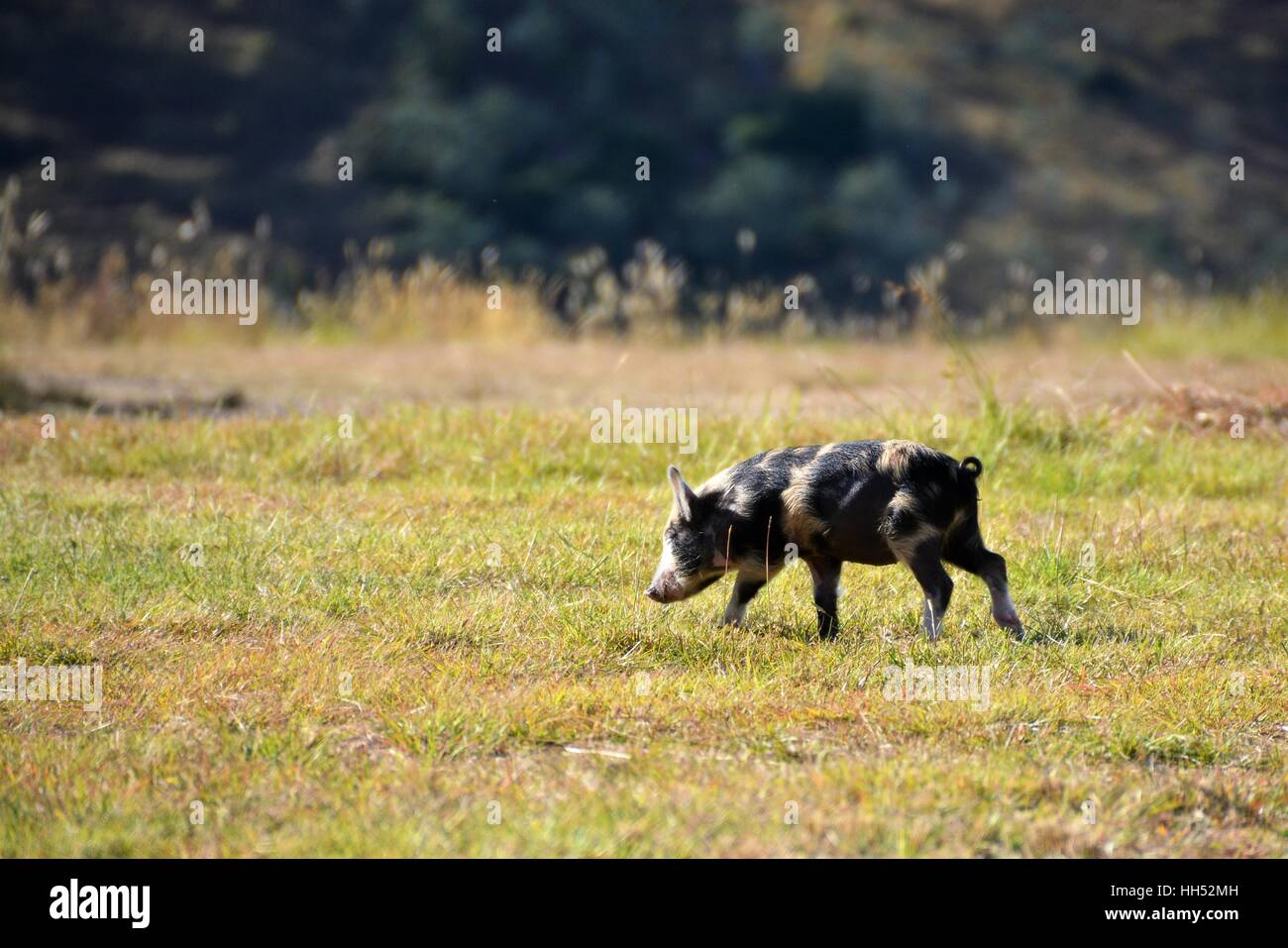 Pig walking and smelling grass Stock Photo - Alamy