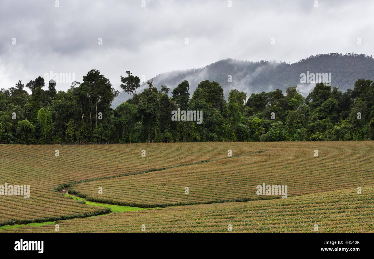 Nucifora tea Plantation in Far North Queensland, Australia Stock Photo