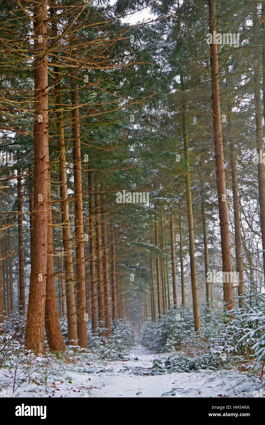 Douglas fir forest hi-res stock photography and images - Alamy