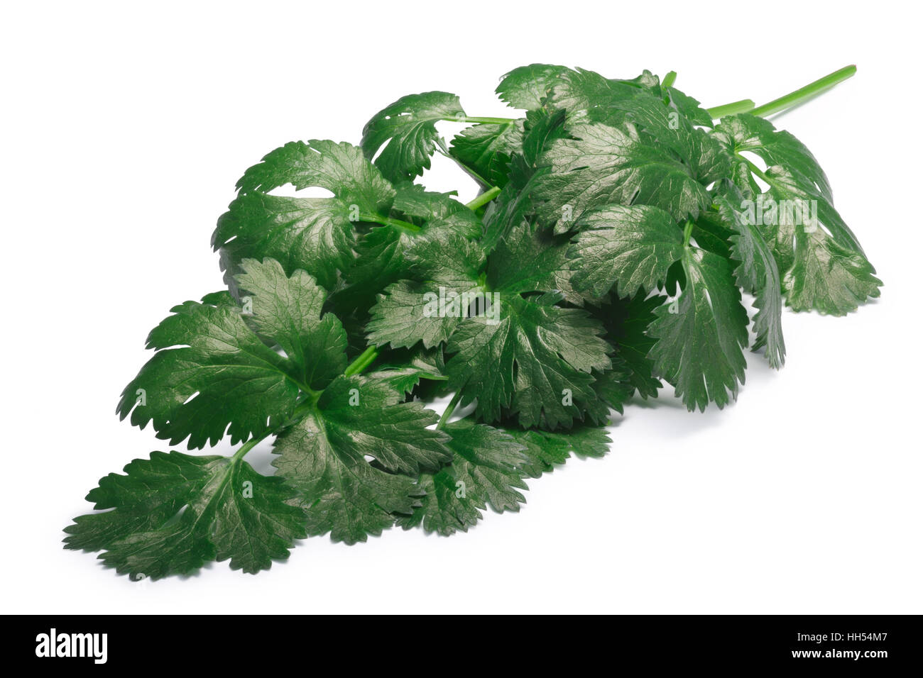 Bunch of fresh Coriander (Coriandrum sativum). Clipping paths, shadow ...