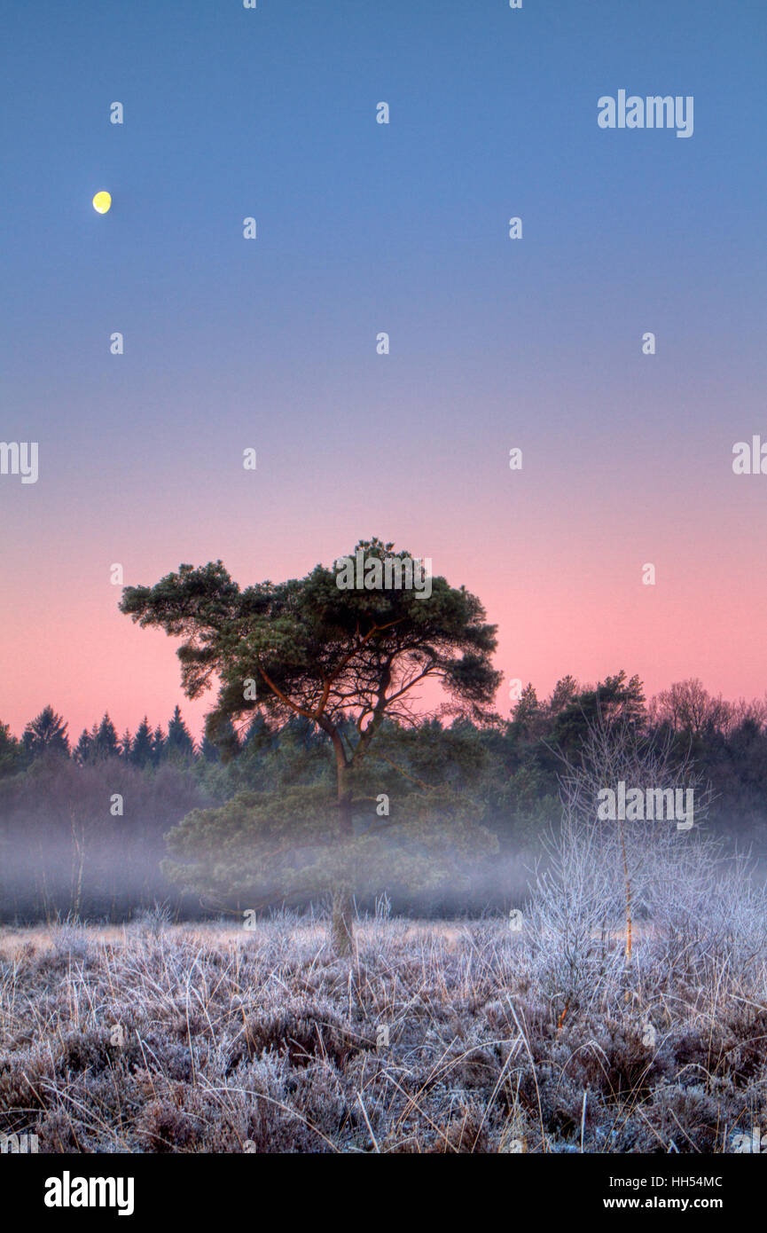 Scots pine on a frozen heath at sunrise, in the background a dark forest and the moon in the sky. Stock Photo