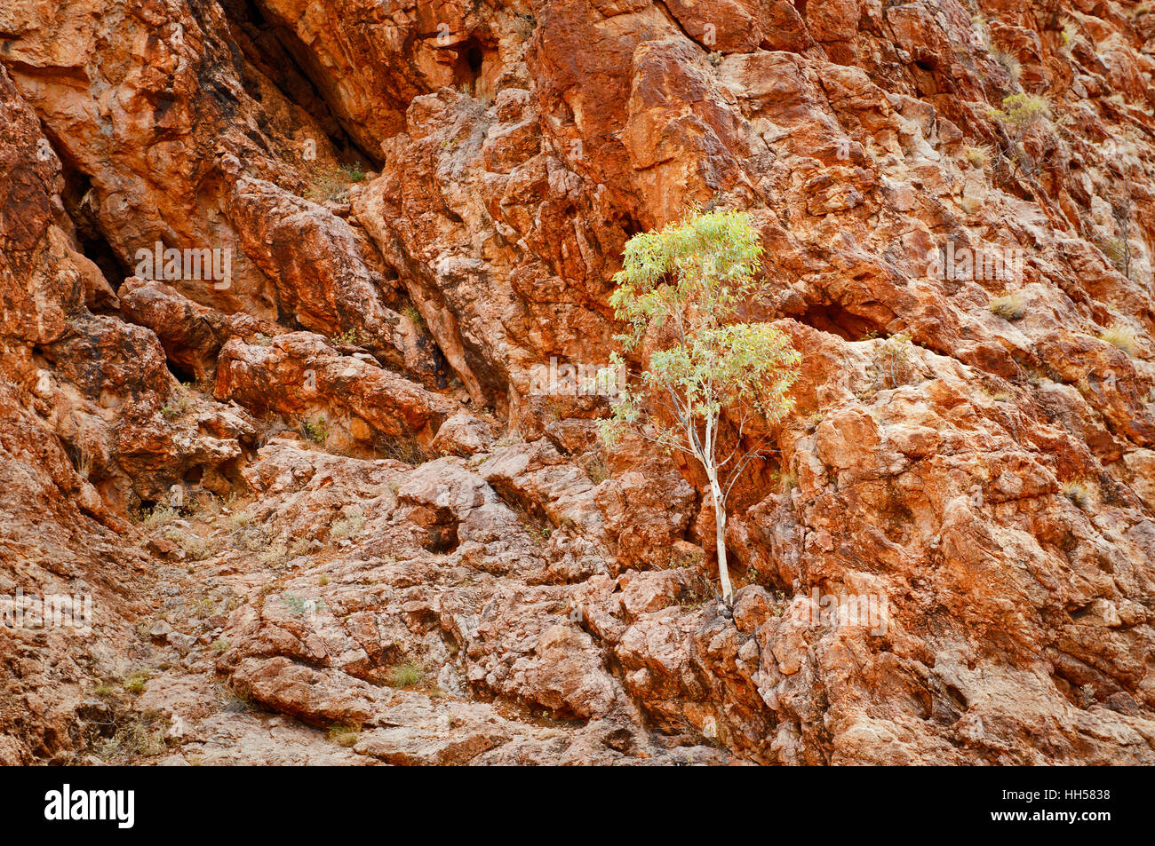 Lonely tree growing out of a rock wall in Arkaroola Wilderness. Stock Photo