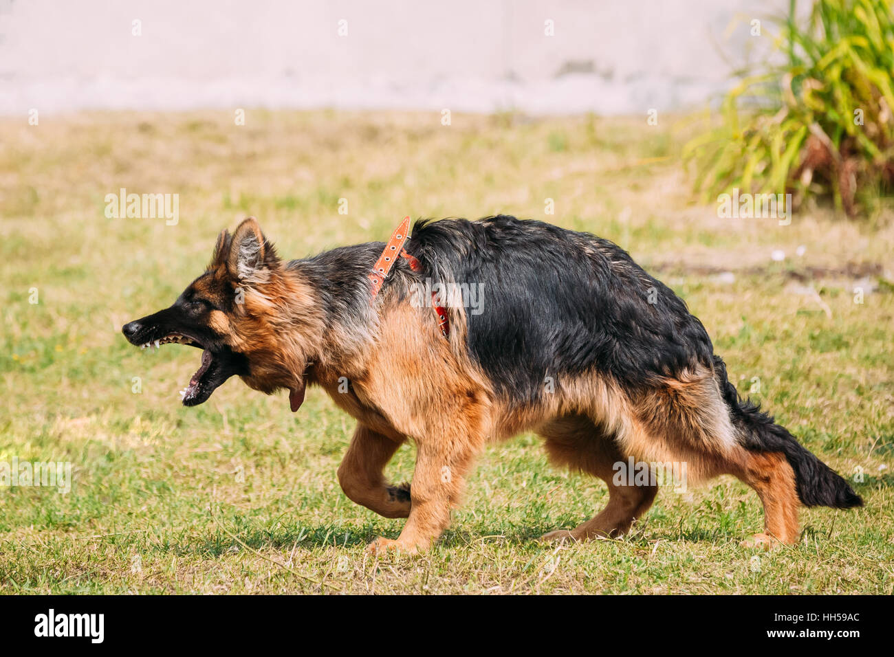 Anger Aggressive Long-Haired Purebred German Shepherd Adult Dog Or Alsatian Wolf Dog On Lead Going To Attack With Widely Opened Mouth Jaws. Stock Photo