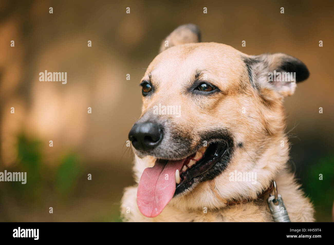 Close Up Of Medium Size Mongrel Mixed Breed Short Haired Yellow