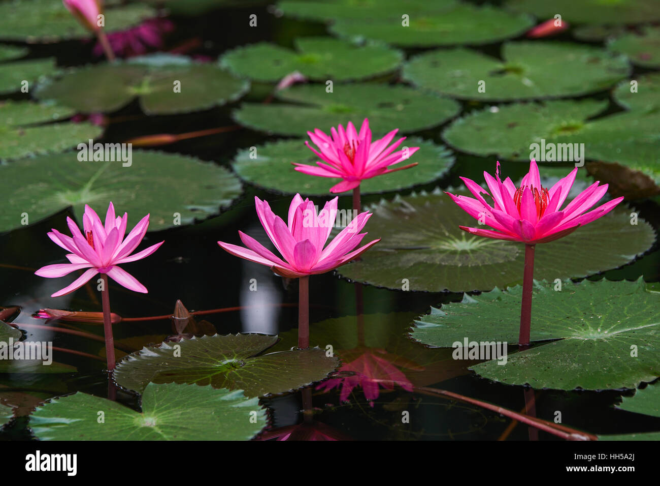 pink water lily flowers in pond Stock Photo - Alamy