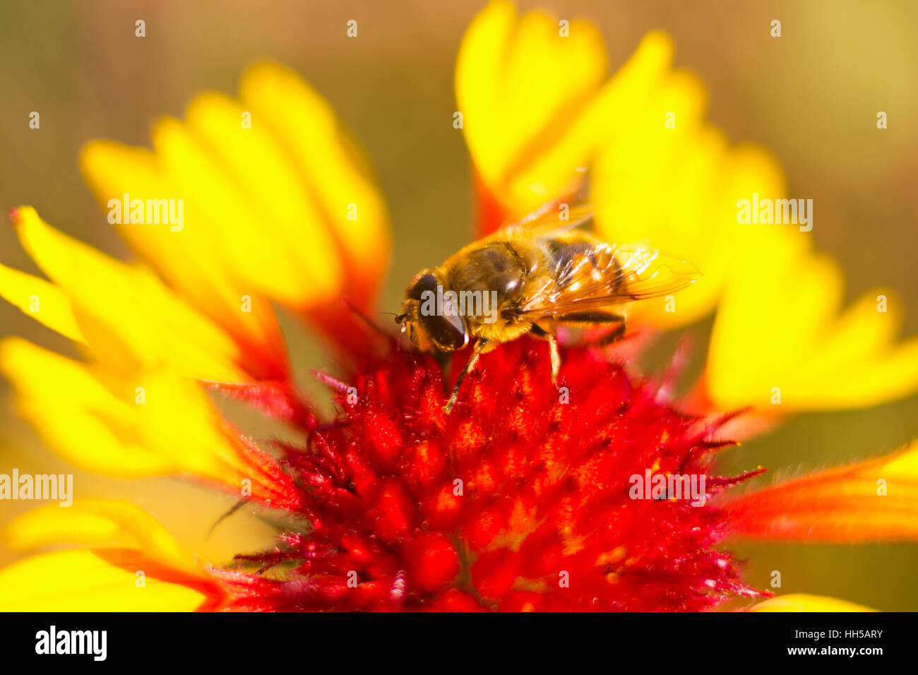 Beautiful flower bee hi-res stock photography and images - Alamy