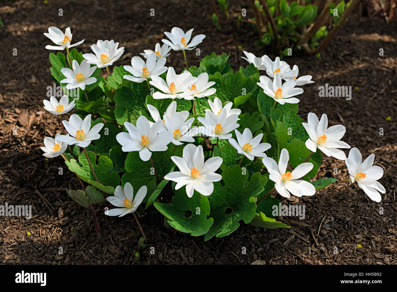Sanguinaria canadensis, know as  bloodroot, is a perennial, herbaceous flowering plant grown in the home garden but a plant that is native to eastern Stock Photo
