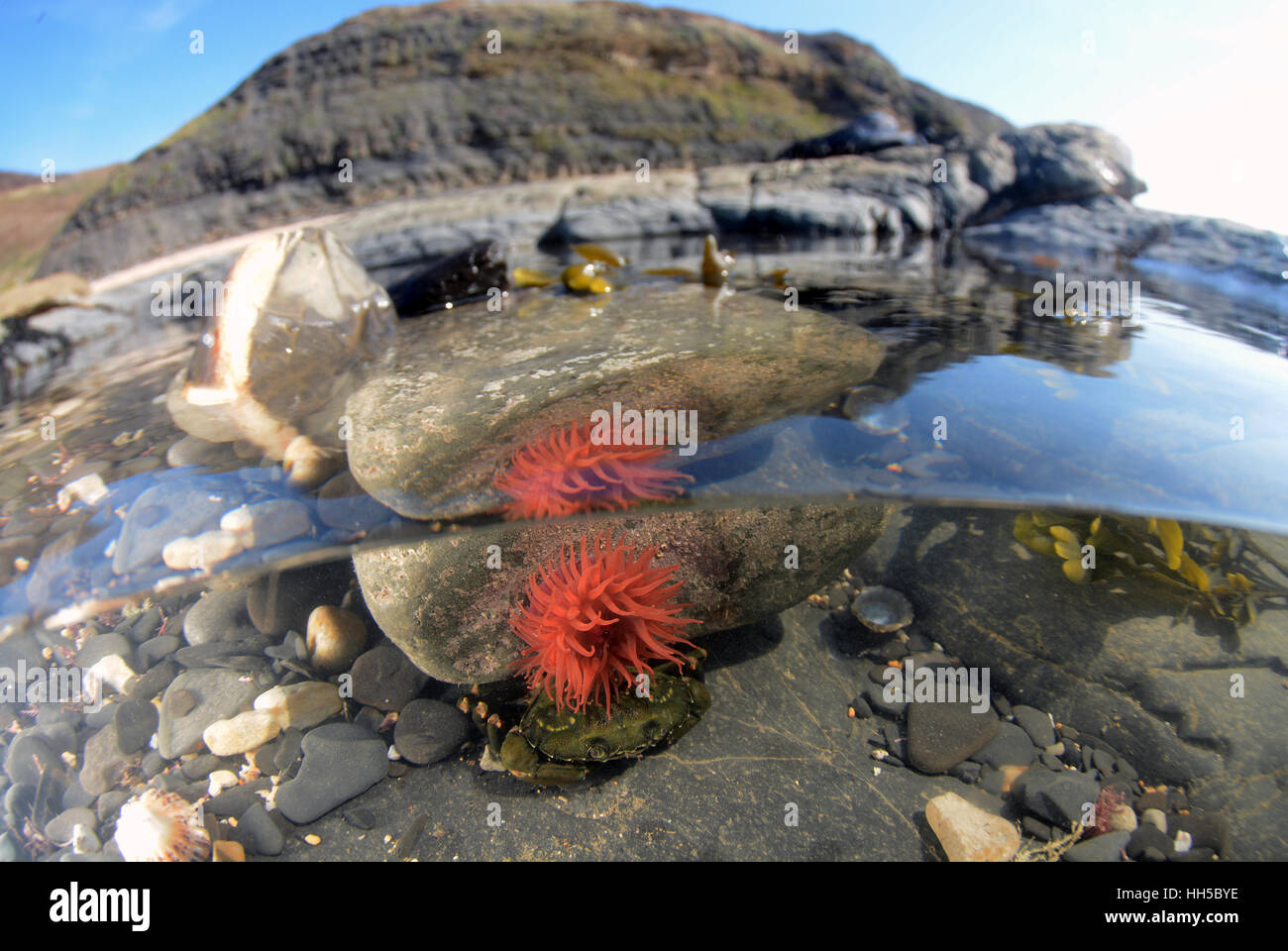 Shore crab and beadlet anemone in rockpool at Kimmeridge Bay, Dorset Stock Photo