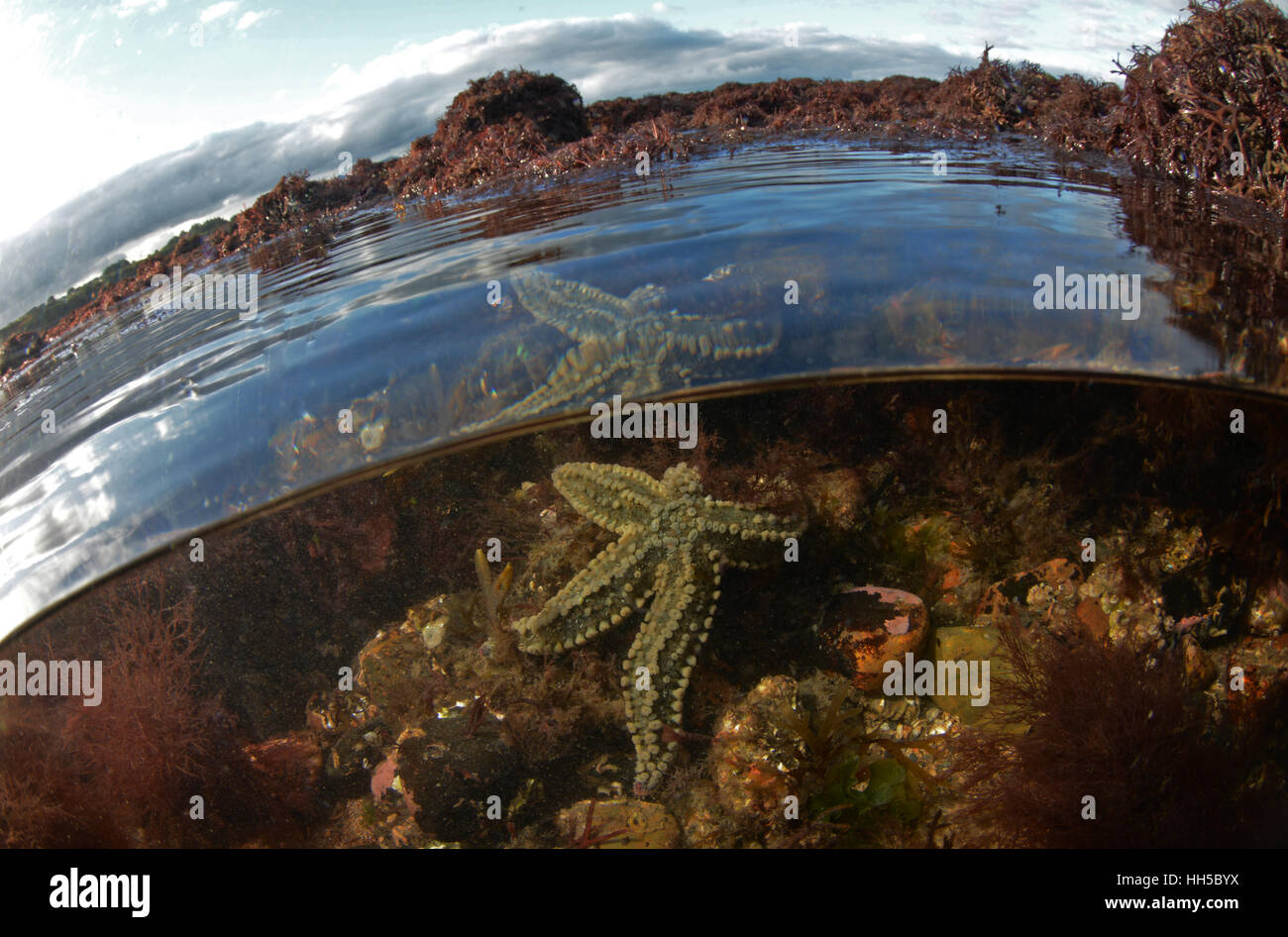 Spiny starfish in a rock pool at Hafan Y Mor, Pwllheli, North Wales Stock Photo