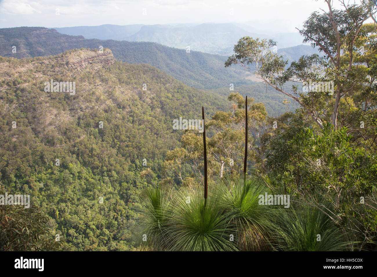 Australian lamington hi-res stock photography and images - Alamy