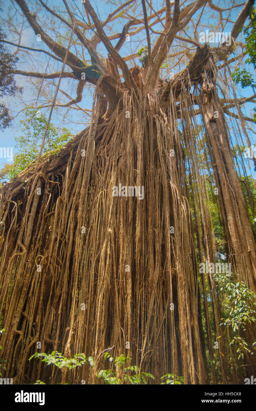 Wild Fig Tree Stock Photos & Wild Fig Tree Stock Images Alamy