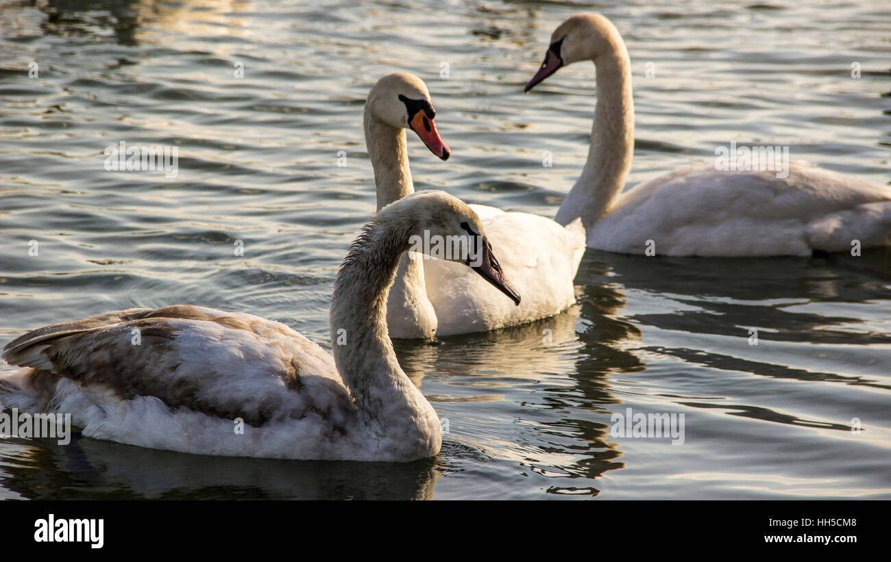 Zemun, Serbia - Young swans (Cygnus cygnus) on the Danube Stock Photo