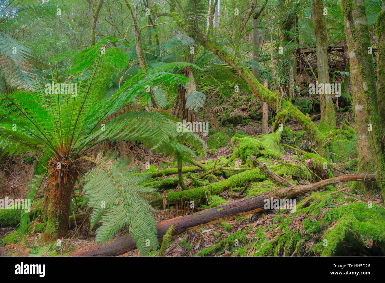 Tree ferns understory hi-res stock photography and images - Alamy