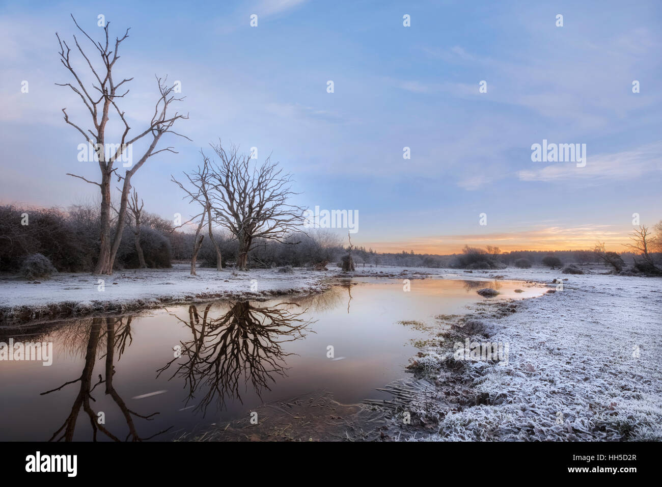 a frosty morning at Mill Lawn Brook, Lyndhurst, New Forest, Hampshire, England, UK Stock Photo