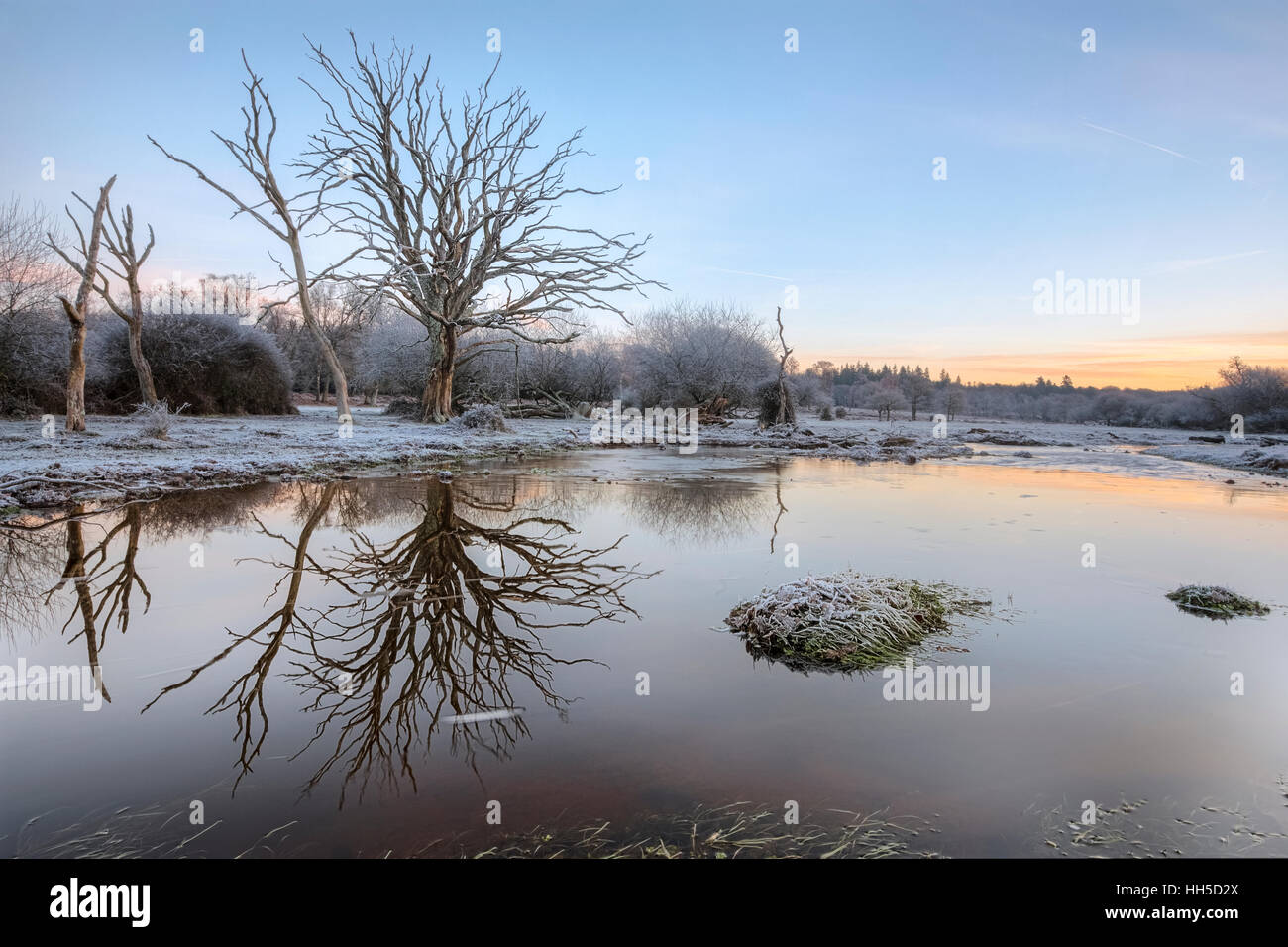 a frosty morning at Mill Lawn Brook, Lyndhurst, New Forest, Hampshire, England, UK Stock Photo