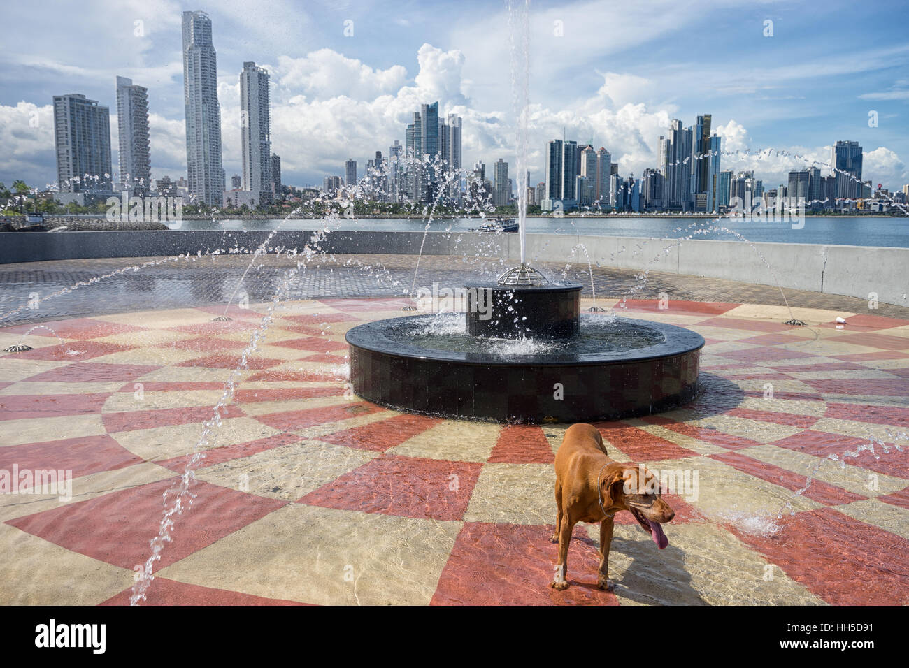 June 15, 2016 Panama City, Panama:  dog standing in the water fountain in the scorching heat of the midday sun with high-rises Stock Photo