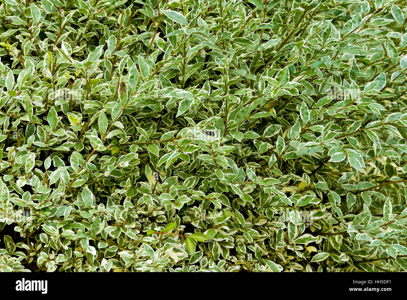 background detail pattern of green variegated leaves of a bush Stock Photo
