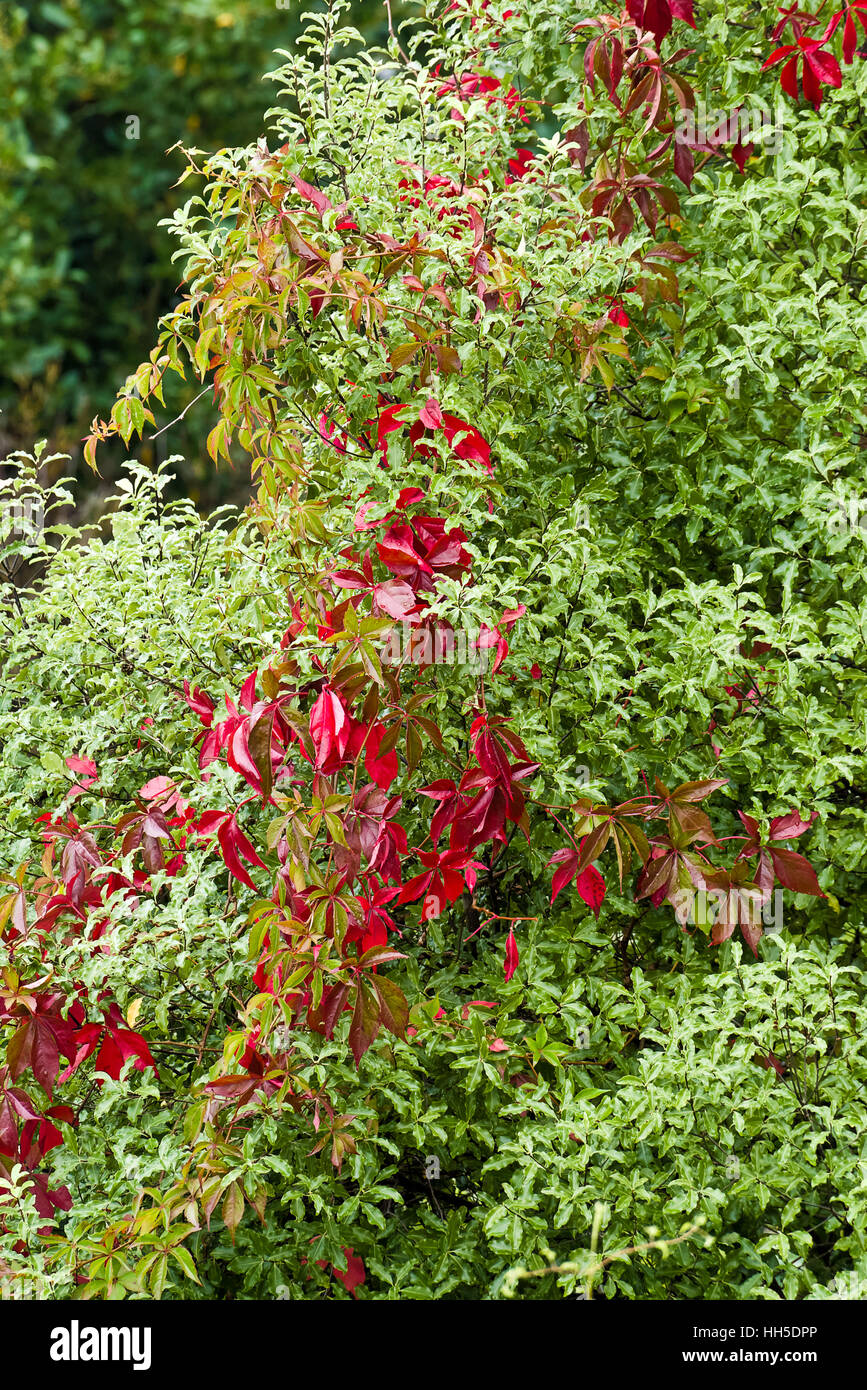 red autumn Virginia creeper against vivid green coniferous leaves and clematis seed heads Stock Photo