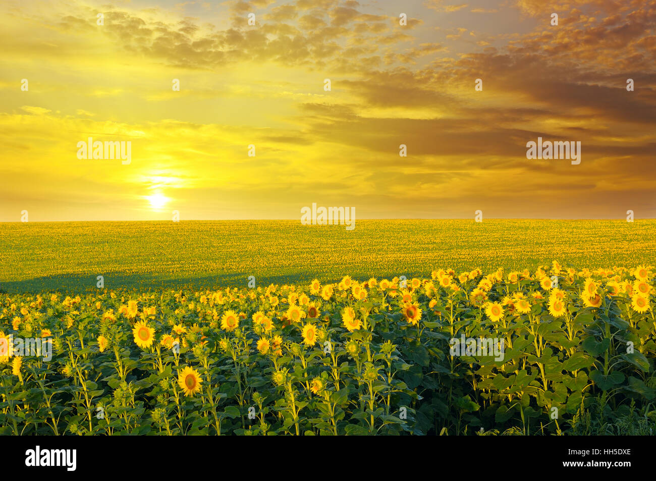 field of sunflowers and sunrise Stock Photo - Alamy