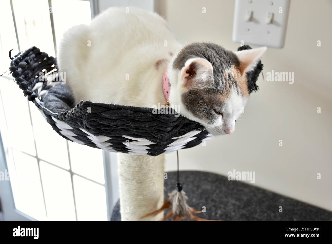 Cute cat sleeping in cat house Stock Photo Alamy
