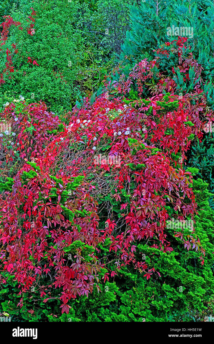 red autumn Virginia creeper against vivid green coniferous leaves and clematis seed heads Stock Photo