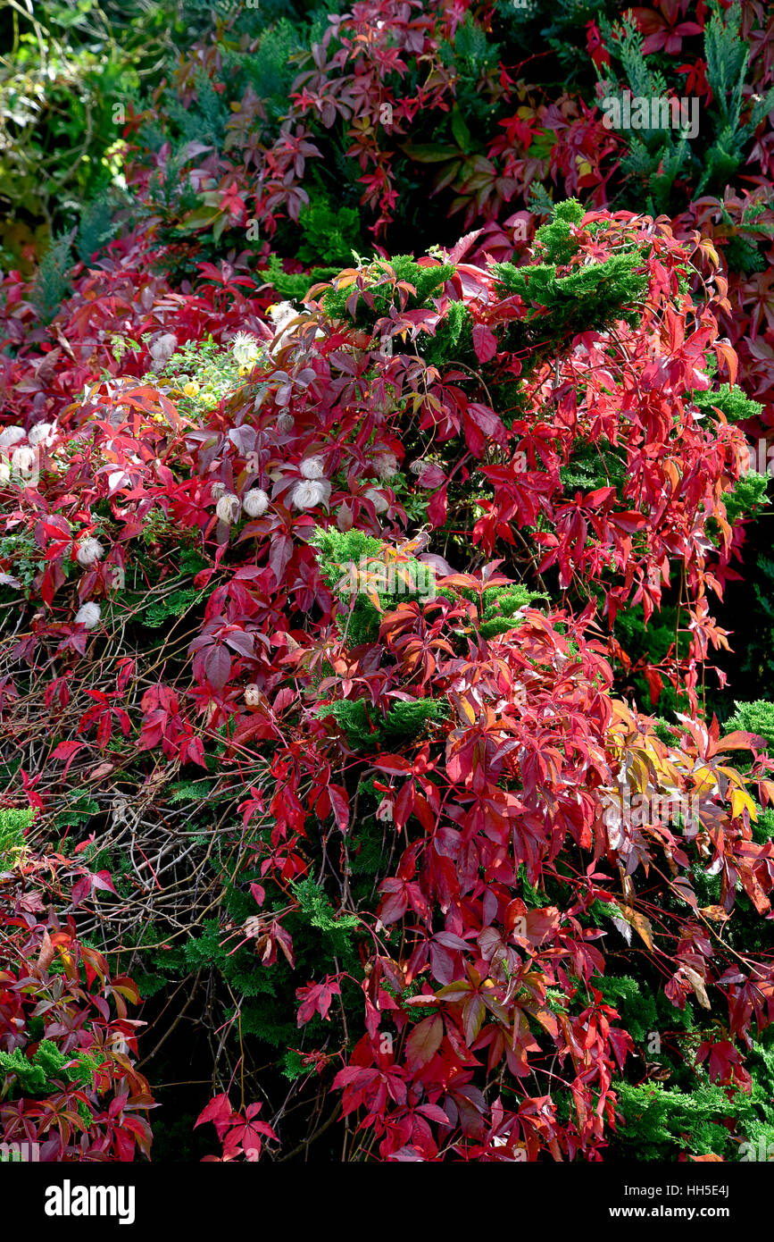 red autumn Virginia creeper against vivid green coniferous leaves and clematis seed heads Stock Photo