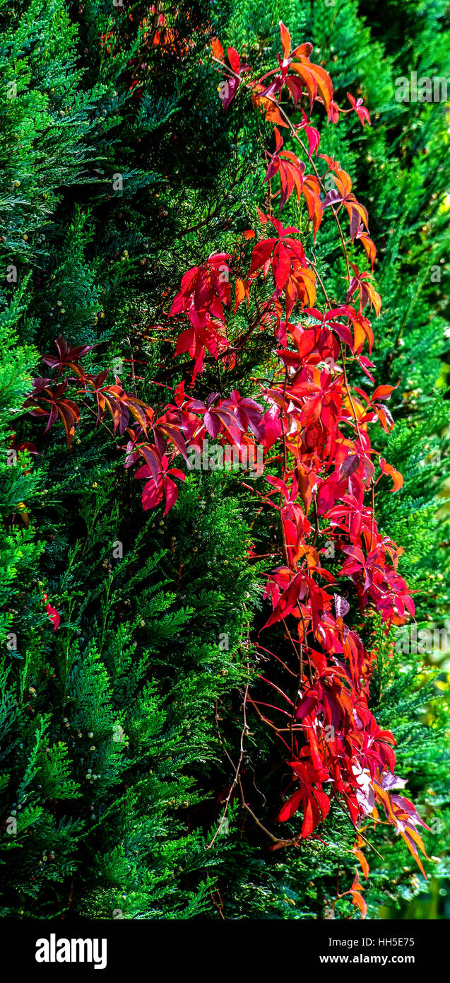 red autumn Virginia creeper against vivid green coniferous leaves Stock Photo
