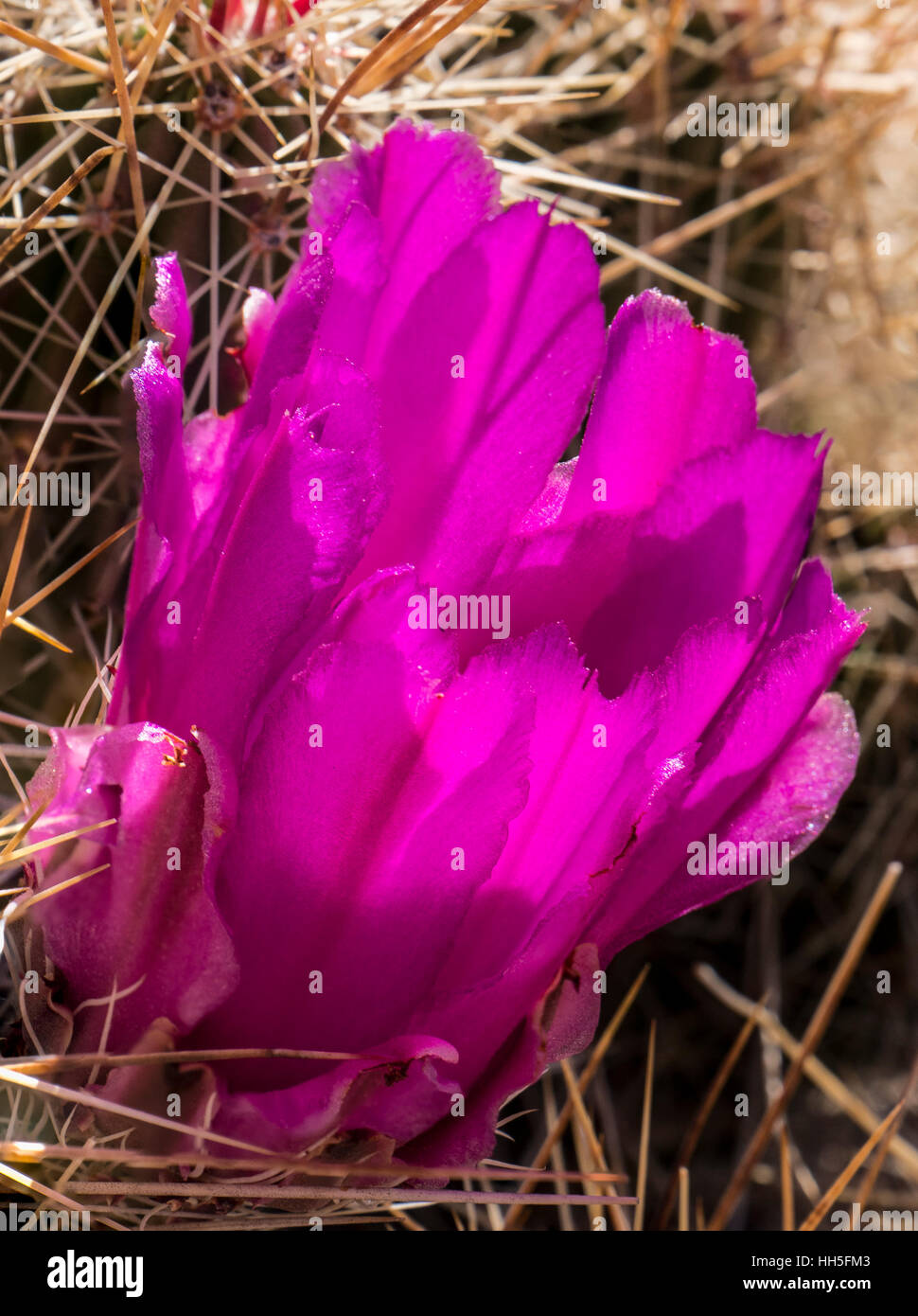 Hedgehog cactus blossom, Hot Springs Canyon Trail from Rio Grande Village, Big Bend National Park, Texas. Stock Photo