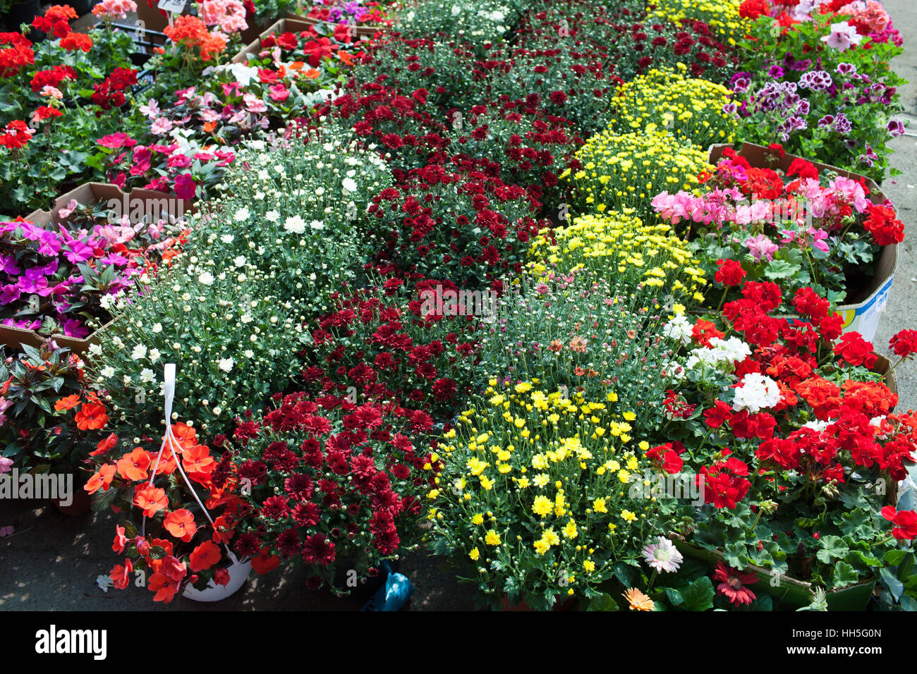 Chrysanthemums And Geraniums Stock Photo Alamy